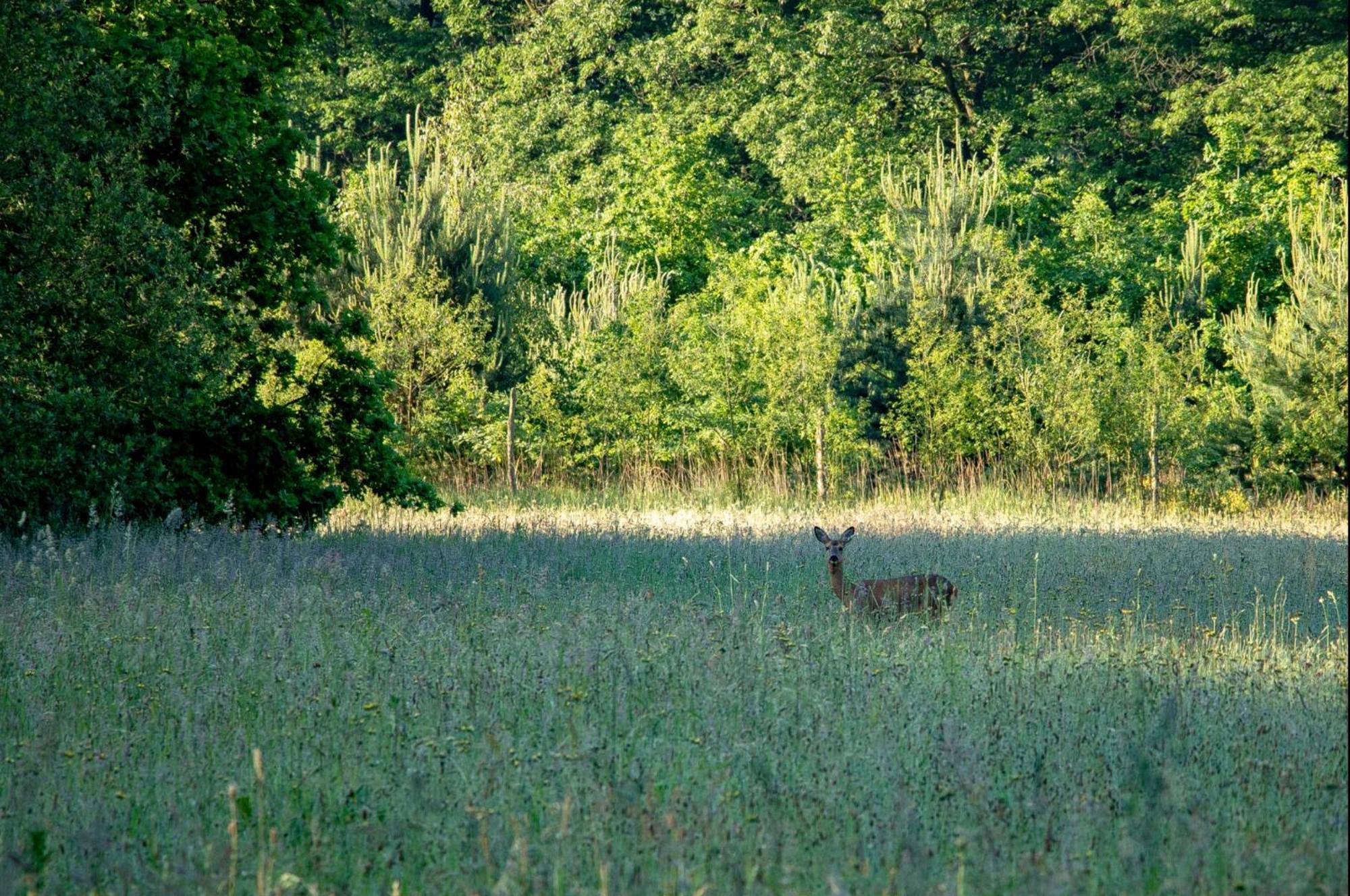 Opglabbeek Vakantiewoning Heidebos In Het Nationaal Park Hoge Kempen מראה חיצוני תמונה
