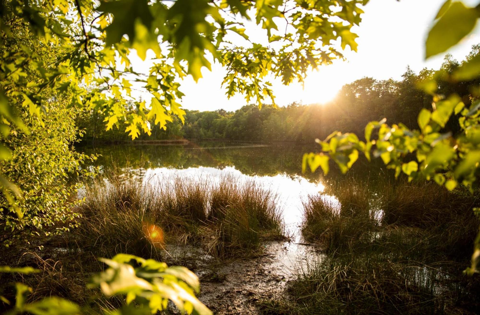 Opglabbeek Vakantiewoning Heidebos In Het Nationaal Park Hoge Kempen מראה חיצוני תמונה